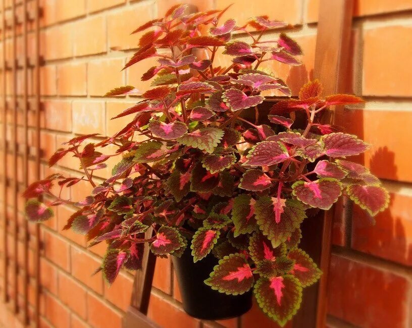 Цветок Крапивка колеус. Колеус ампельный. Колеус, Крапивка (Coleus). Колеус Крапивка комнатная. Декоративная крапива