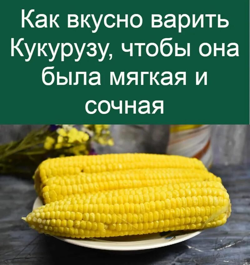 Сколько варить початок. Вареная кукуруза. Сколько варить кукурузу. Как варить кукурузу. Как правильно сварить кукурузу в початках.