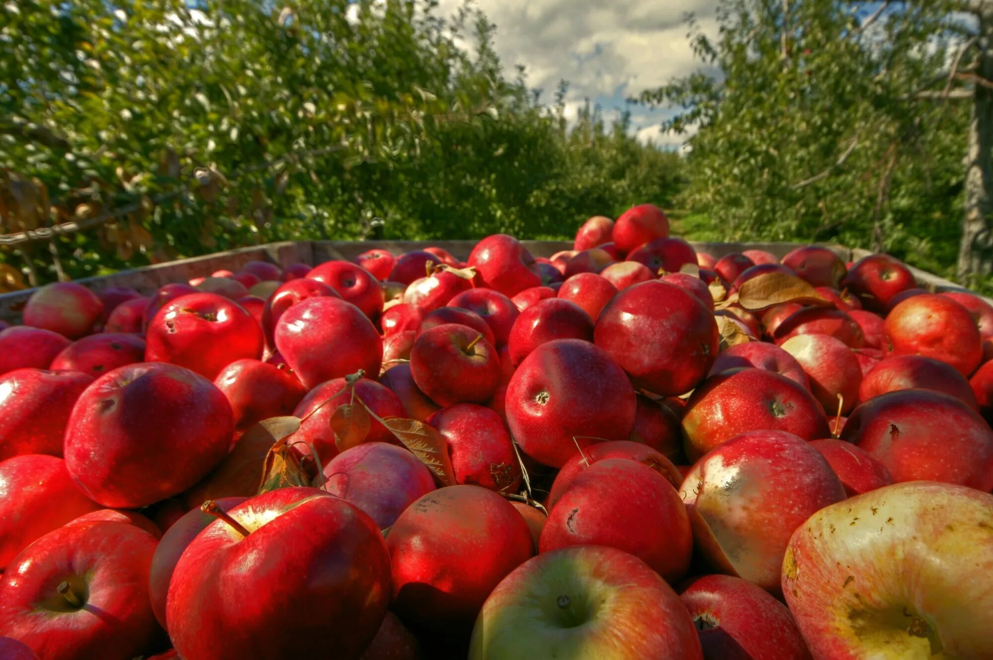 Где можно купить яблоки. Плантации яблок. Яблоки киевские. Плантации яблок в России. Село яблуки Киевская область.