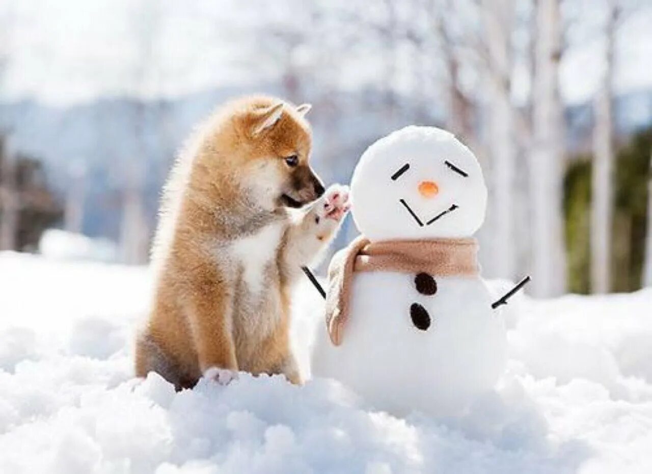 Животные радуются снегу. Зима позитив. Веселая зима. Доброе утро зима снег.