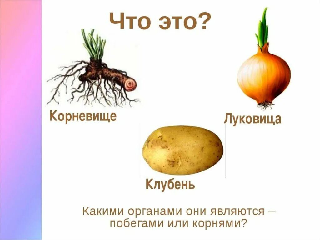 У картофеля образуются укороченные подземные побеги округлой. Корневище, корнеплод, клубнелуковица. Луковицы клубни корни корневища. Корневище клубень луковица корнеплод. Видоизменения побегов корневище клубень луковица.