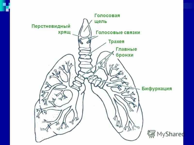 матрица гаряева легкие и бронхи
