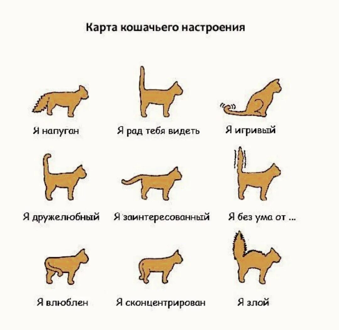 Говорить на языке кота. Как изучить кошачий язык. Поведение кошек. Настроение кошки. Как понять язык кошек.