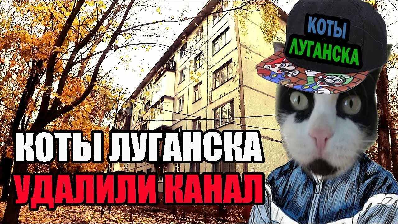 Квартал левченко 15 луганск. Коты луганска. Кот из луганска. Камброд луганск улицы. Кот из луганска.