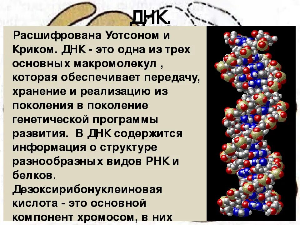 ДНК расшифровка. ДНК как расшифровывается аббревиатура. ДНК человека расшифровка. Расшифровка молекулы ДНК.