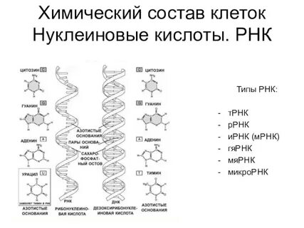 Хим состав нуклеиновых кислот