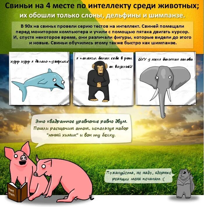 Уровень интеллекта животных таблица. Интеллект человека и животных. Интеллект животных таблица. Интеллект свиньи. Мышление животных и человека.
