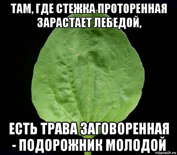 подорожник в телефоне. электронный брелок подорожник. листья подорожника большого. подорожник в природе. подорожник лист.