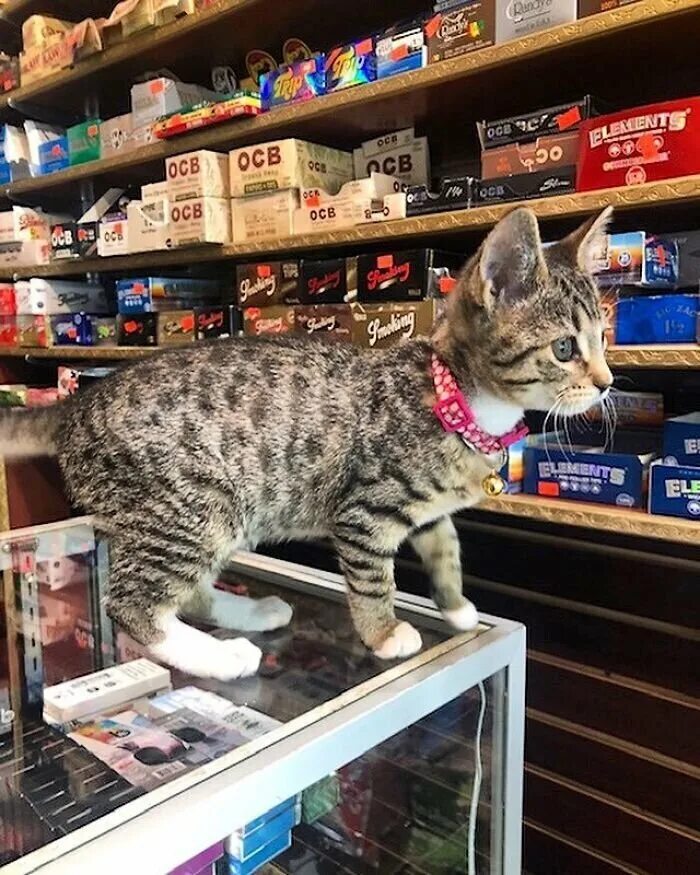 Cats твиттер. Cats твиттер. Cat larry downing street. Cats твиттер. Кошка в магазине.