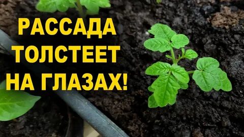 Рассада толстеет на глазах