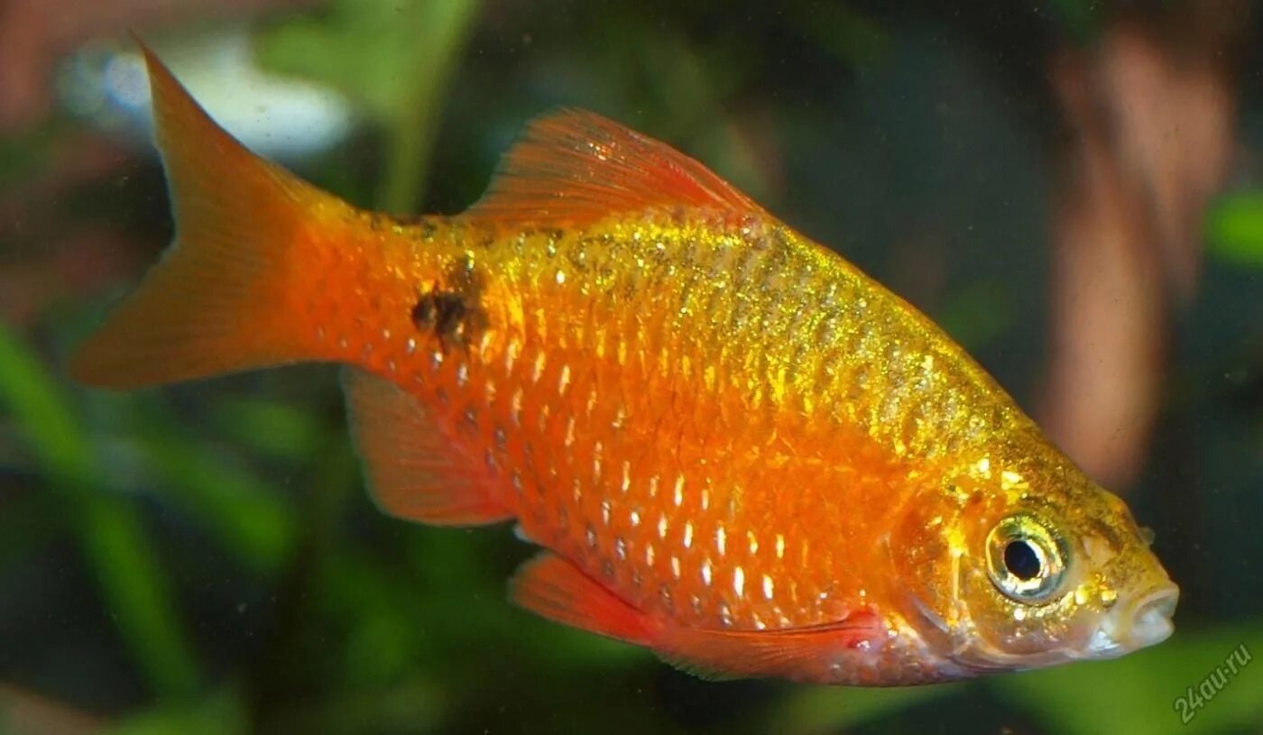Огненный Барбус аквариумная рыбка. Барбус Огненный вуалевый. Барбус Огненный золотой. Барбус золотой вуалевый.