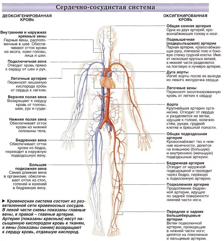 Артериальная система человека схема. Сосудистая система человека анатомия вены и артерии. Крупные артерии и вены человека схема. Венозная и артериальная система человека схема. Артерии и вены тест