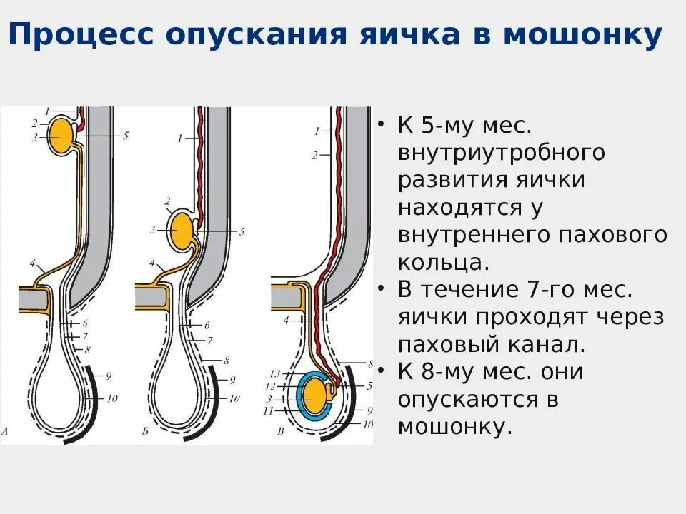 Почему образуются внутренние. Процесс опускания яичка анатомия схема. Этапы опускания яичка схема. . Процесс опускания яичка. Оболочки яичка. Процесс опускания яичка в мошонку.