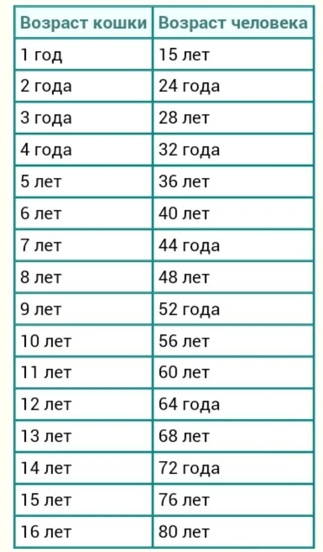 7 лет по кошачьи это сколько. Возраст кошки по человеческим меркам таблица. коту 1 год сколько это по человеческим меркам таблица. сколько коту лет по человеческим меркам таблица 7 лет. возраст кошек на человеческий возраст таблица.