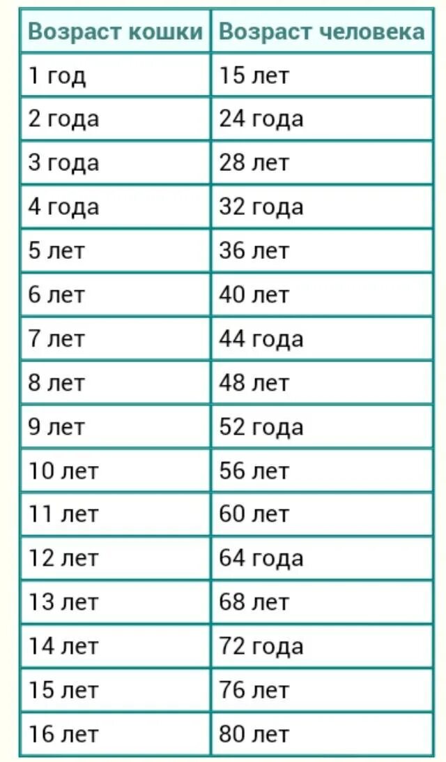 Коту 6 месяцев сколько. Возраст кошки по человеческим меркам таблица. Таблица сколько лет кошке по человеческим. Сколько лет кошке по человеческим меркам если ей 8 лет. Кошачий Возраст на человеческий таблица.