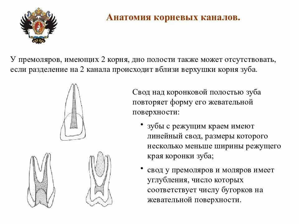 Каналы 17 зуба. Анатомия корневых каналов премоляров. корневые каналы в премолярах. 17 зуб анатомия корневых каналов.