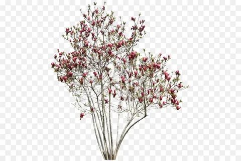 Pdf plant
