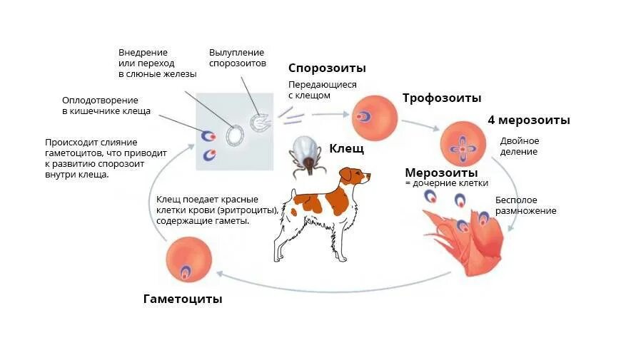 Пироплазмоз после лечения. Пироплазмоз собак цикл развития. Бабезиоз собак жизненный цикл. Бабезиоз собак цикл развития. Пироплазмоз собак жизненный цикл.