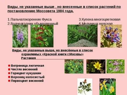 Наиболее распространенные виды растений