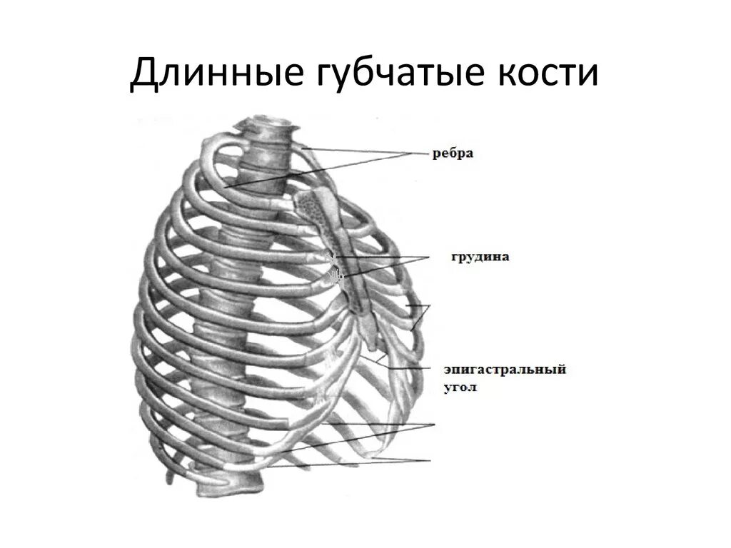 Ребра трубчатые. Длинные губчатые кости человека. Ребра это губчатые кости. Губчатый. Губчатые кости примеры.