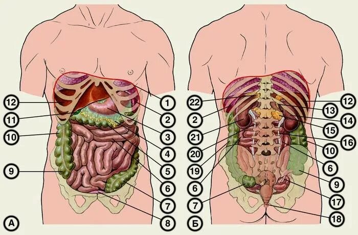 Органы человека находящиеся с левой стороны. Внутренние органы человека схема сзади. Внутренние органы человека схема расположения вид сзади. Органы человека сзади со спины. Строение органов брюшной полости сзади.