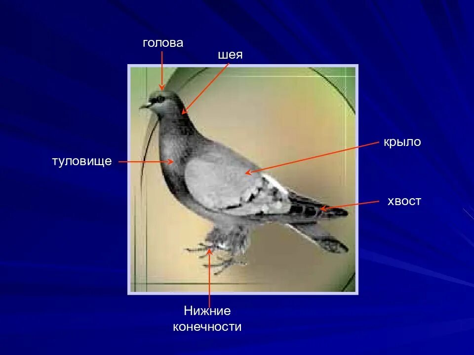 Лабораторная работа внешнее строение птицы 8 класс. Строение птицы. внешнее строение птиц. класс птицы строение. внутреннее строение птиц.