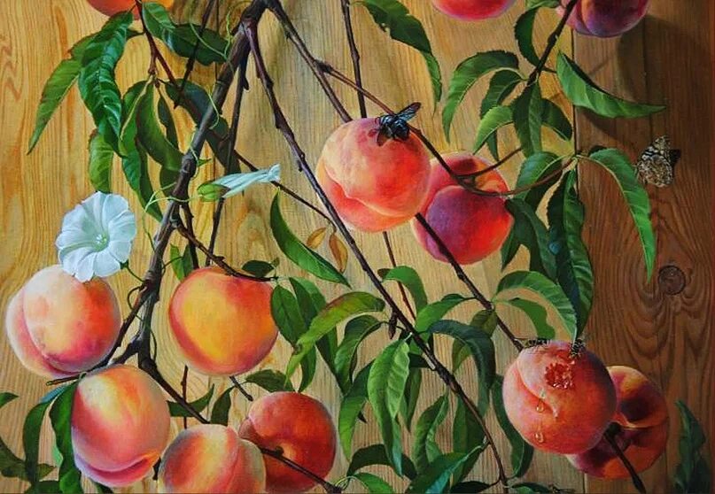 Персики в корзинке. Абрикос на белом фоне. Пять персиков. Сорт персика белый лебедь. Персики на картинах художников.