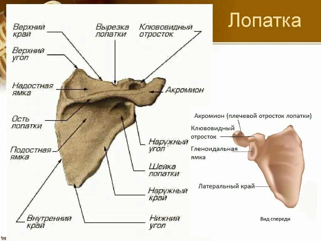 Скелет верхних конечностей лопатка