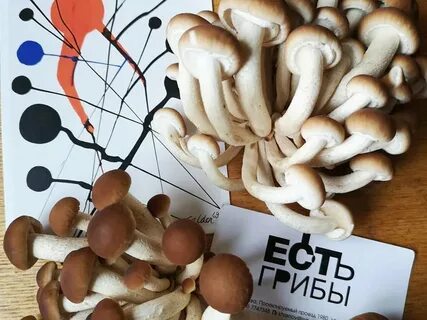 Грибы москва