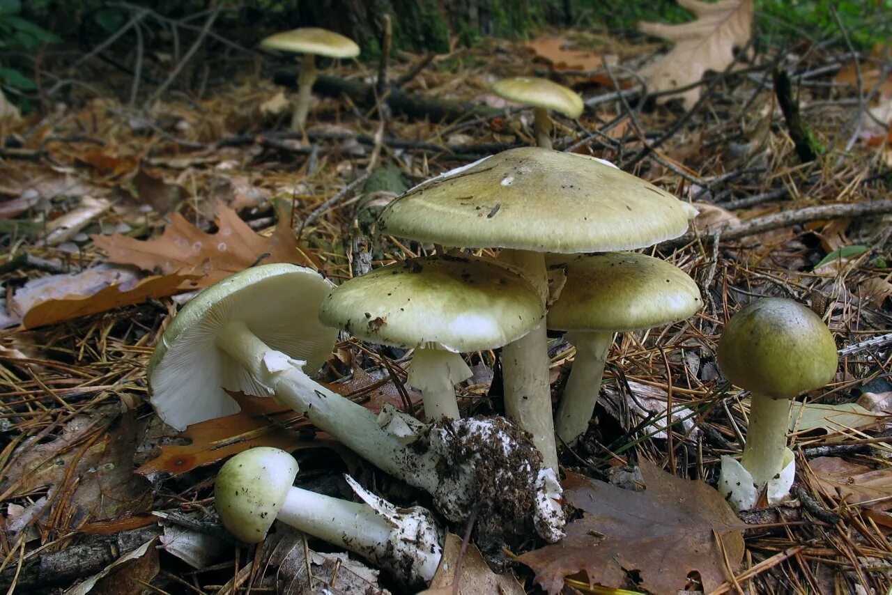 Бледная поганка гриб. Бледная погоганка гриб. Amanita phalloides гриб. Бледная поганка (Amanita phalloides).