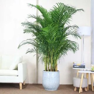 Купить Очень большая арековая пальма Areca Dypsis Lutescens: отзывы, фото и хара