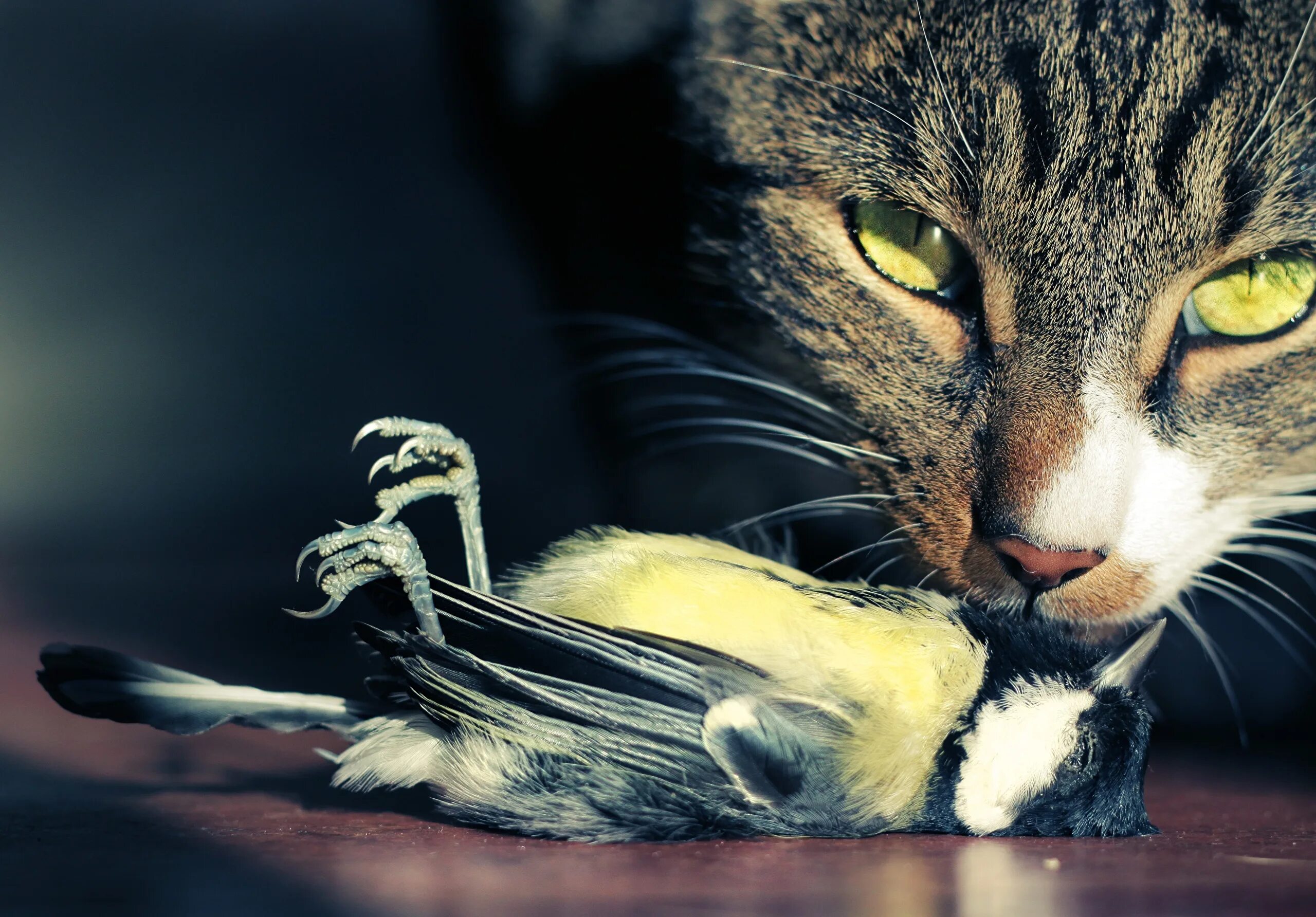 Кошка. Кот. Кошка и птица. Кошка с птицей в зубах. Кошка ест птицу