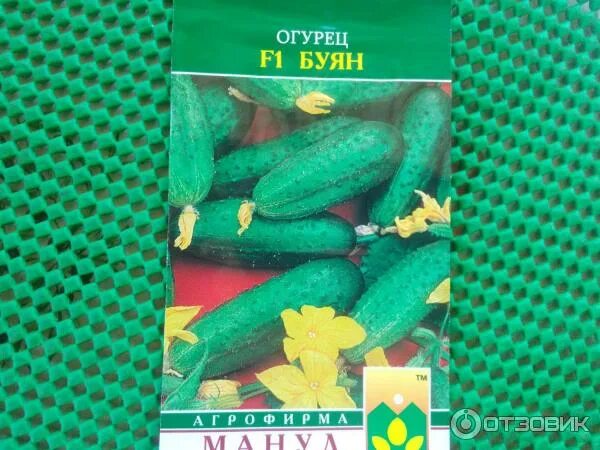 Огурцы буян отзывы фото. Огурец буян манул. Огурец белый дракон f1. Огурец буян. Огурец буян отзывы.