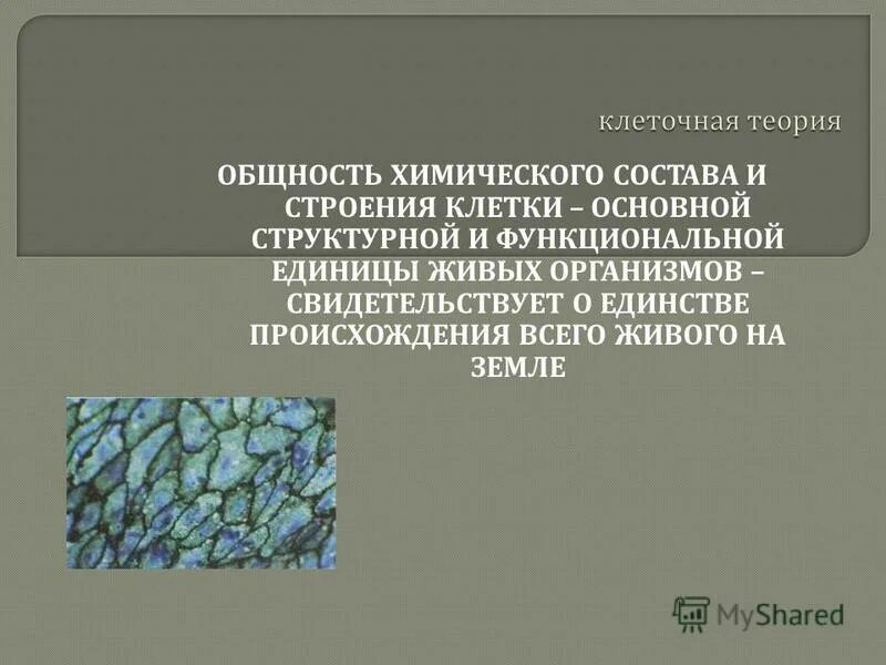 мельчайшей структура. образовательная ткань растений камбий. бронх малого калибра гистология препарат. мельчайшей структура. образовательная ткань камбий механическая ткань.
