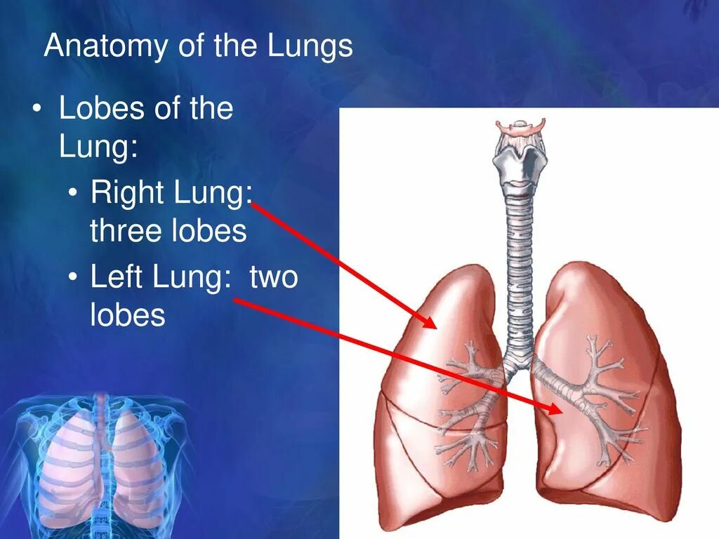 Lungs anatomy. Right lung. Right lung. Легкие анатомия. Hilum pulmonis.