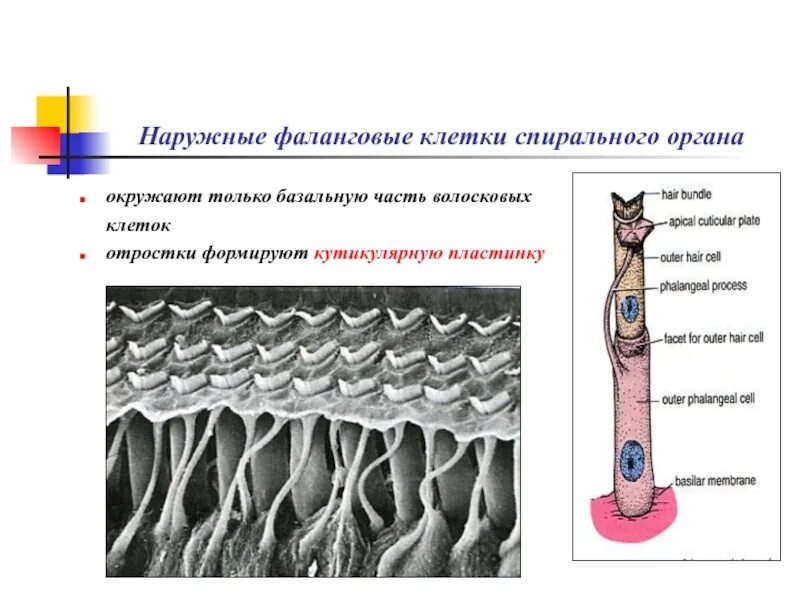 Место расположения спирального органа Вторичночувтвующие органы орган слуха и равновесия, орган вкуса. Развитие