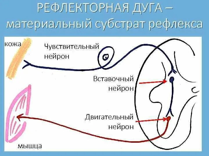 Рефлекторная дуга кожного рефлекса