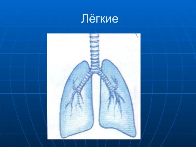 Легкие человека презентация. Как мы дышим. Лёгкие человека для презентации. Как мы дышим 3 класс. Презентация как мы дышим.