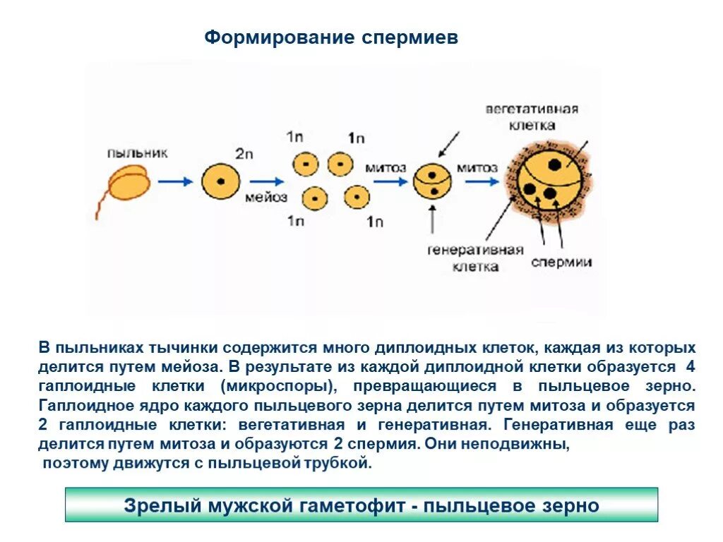 Спермий покрытосеменных растений