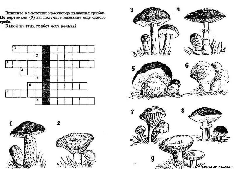 Тесты рабочие задания. Кроссворд грибы для дошкольников. Кроссворд с ответами о съедобных грибах. Кроссворд по биологии 5 класс на тему грибы. Задания на тему грибы.
