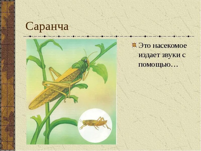 Налетели как саранча припев. Звуки насекомых. как насекомые издают звуки. кузнечик издает звуки. саранча звук.