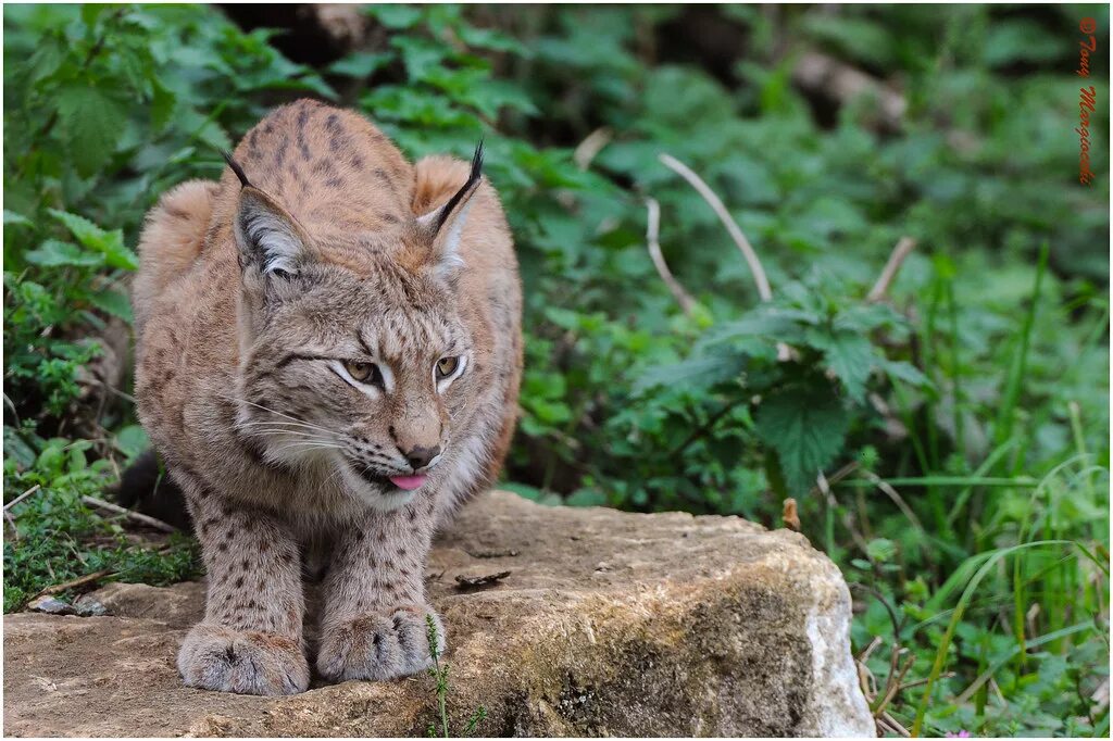 Рысь обыкновенная (лат. Lynx Lynx). Рысь в Ильменском заповеднике. Туркестанская Рысь. Рысь в тайге. Рысь в москве