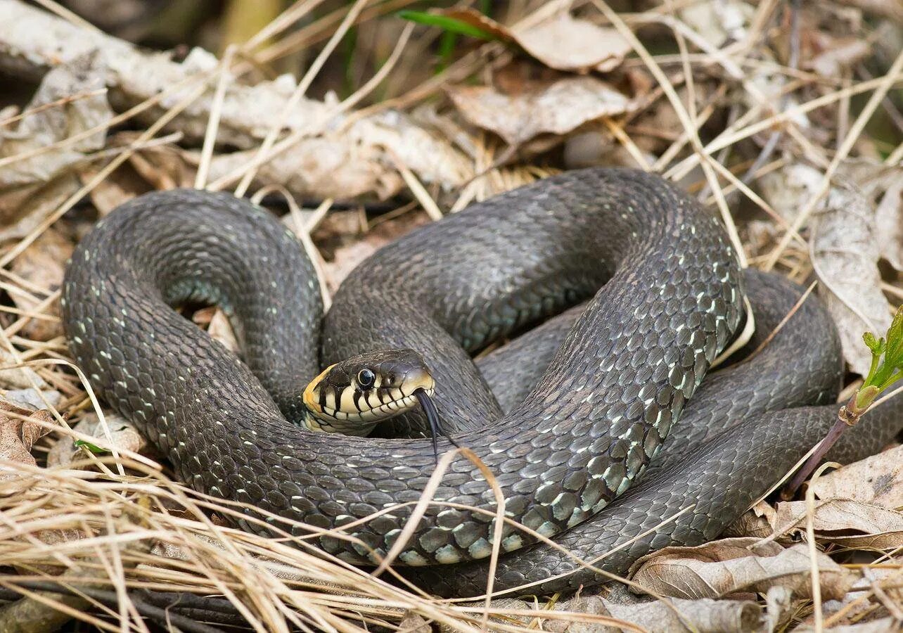 Обыкновенный уж Natrix Natrix. Уж обыкновенный - змея неядовитая. Черная гадюка Карелия. Черная Болотная гадюка.