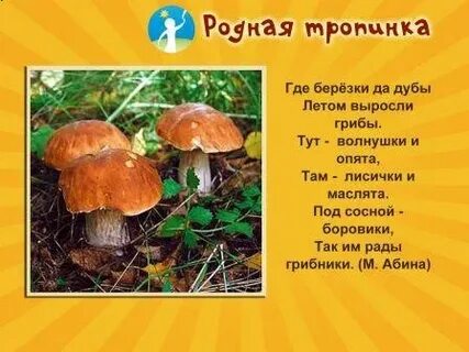 Стихи про грибы короткие