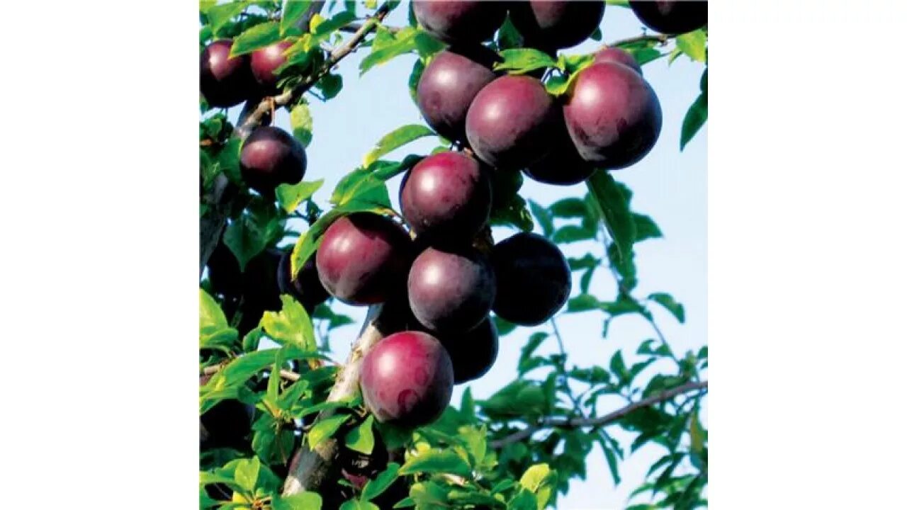 Абрикос нектарин априум. Априум абрикосовая слива. Абрикосы алыча. Абрикосы алыча. Слива абрикос гибрид шарафуга.