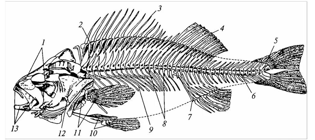 Морфология животных. Морфология рыб. Строение гомоцеркального плавника. Хвостовой плавник судака.