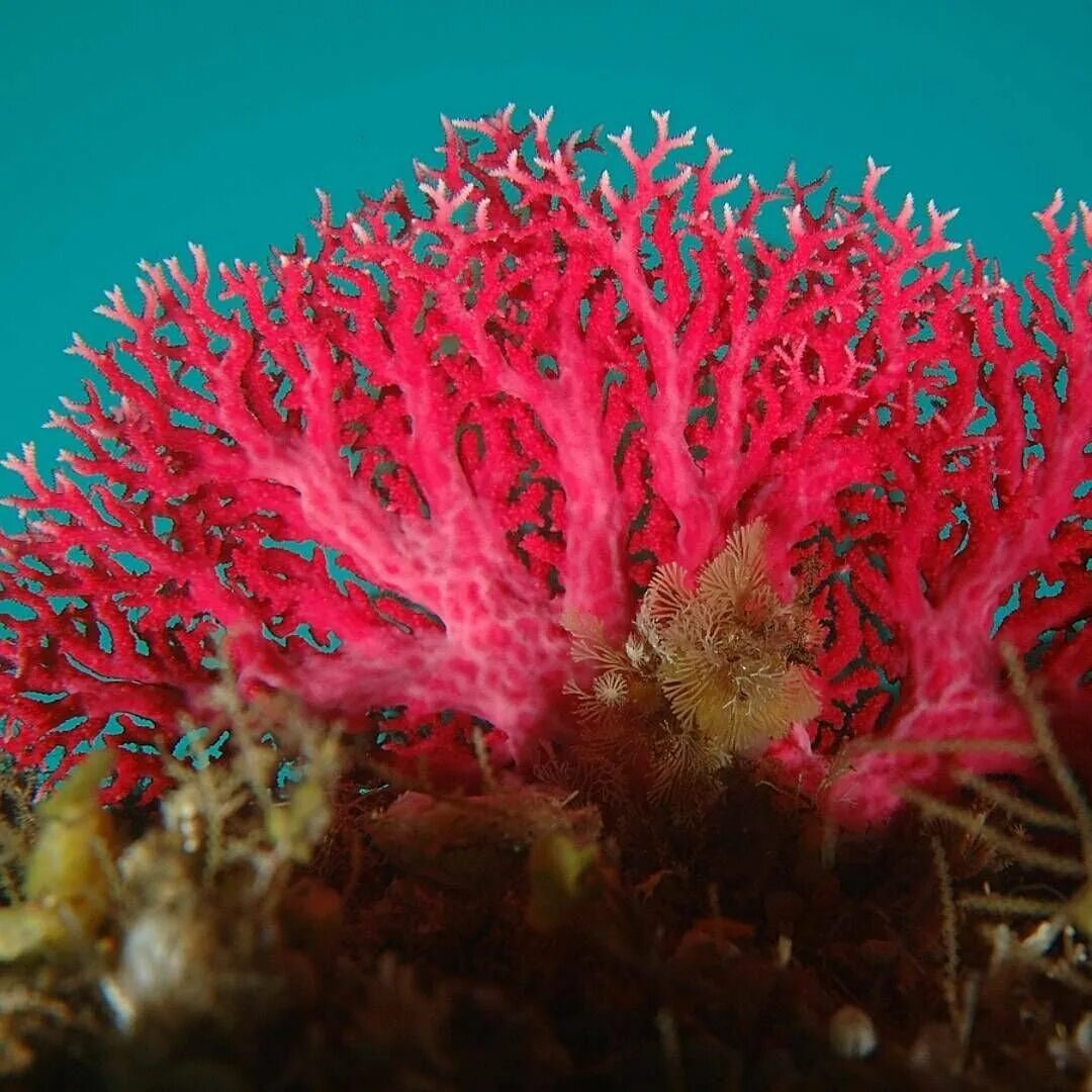 El coral. Красный коралл Кишечнополостные. Риф коралловый 54546. Красный благородный коралл. Коралловые рифы Монерон.
