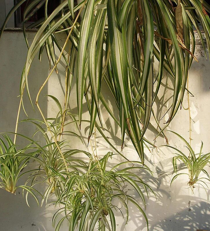 Сциндапсус вьюн лиана. Суккуленты висячие крестовник. Нефролепис домашний папоротник. Быстрорастущее ампельное растение. Цветок со свисающими листьями.