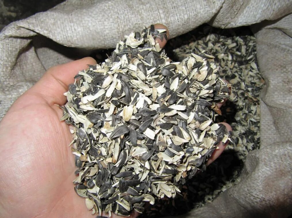 Лузга подсолнечный. Лузга от семечек. Шелуха подсолнуха. Шелуха подсолнечника. Шелуха подсолнечника.