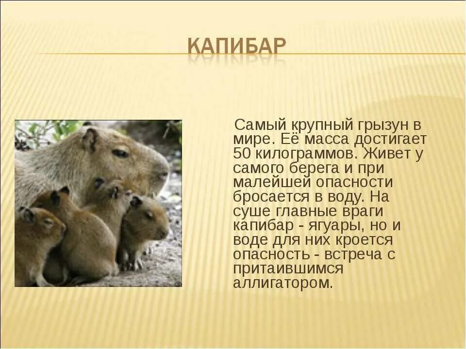 Предок капибары. Самые большие грызуны в мире капибара. Капибара презентация. Капибара эндемик южной америки. Сообщение о капибаре.